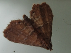 Elophila turbata