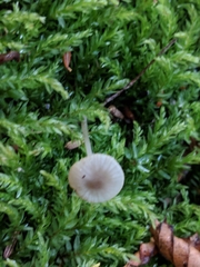 Mycena galericulata galericulata