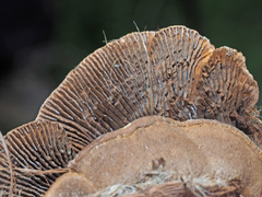 Gloeophyllum abietinum