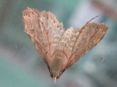 Elophila turbata