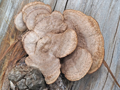 Gloeophyllum abietinum