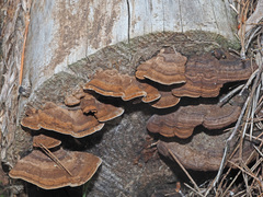 Gloeophyllum abietinum