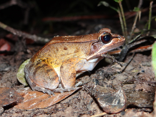 Leptodactylus rhodomystax