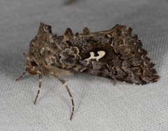 Syngrapha alias