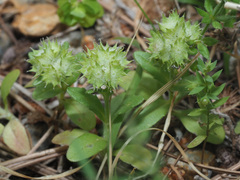 Valerianella discoidea
