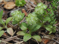 Valerianella discoidea