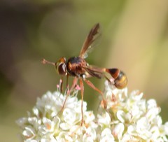 Physocephala marginata
