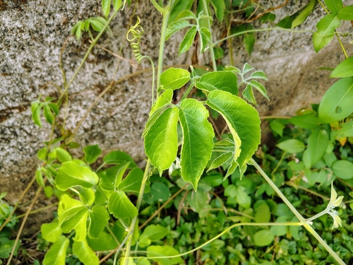 Cayratia pedata, 2025-04-27
