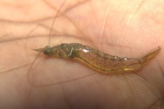 Metapenaeus dobsoni