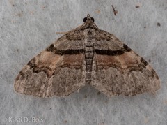 Xanthorhoe packardata