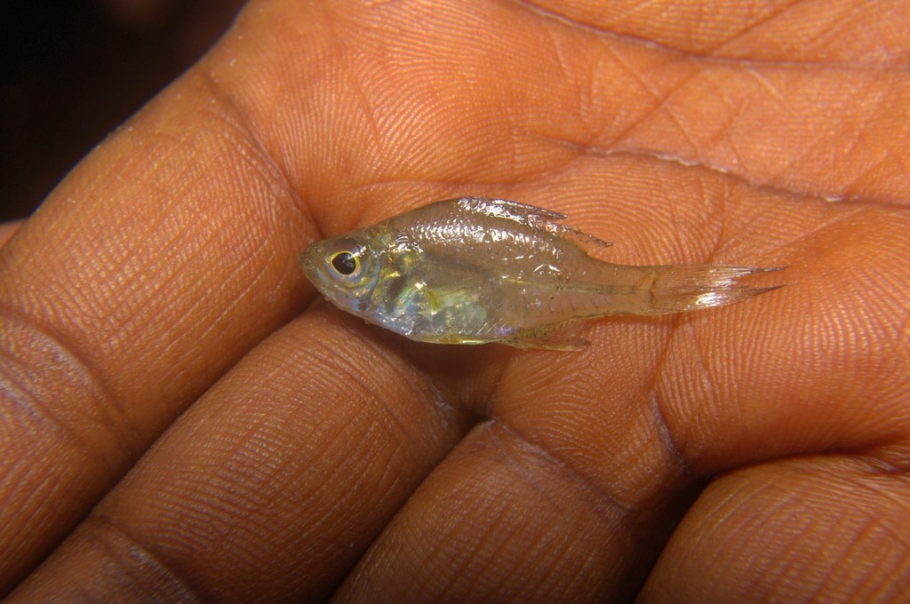 Day's Glassy Perchlet