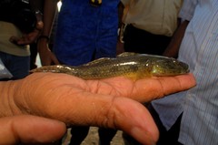 Glossogobius giuris