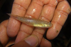Stenogobius