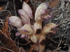 Boulardia latisquama