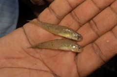 Stenogobius