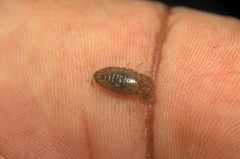 Alitropus