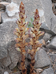 Boulardia latisquama