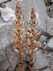 Boulardia latisquama