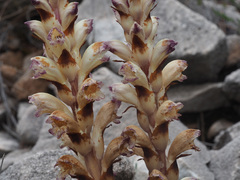 Boulardia latisquama