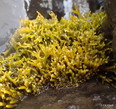 Ahnfeltiopsis concinna