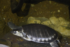 Carettochelys insculpta