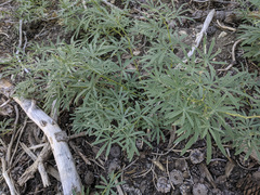 Lupinus hyacinthinus