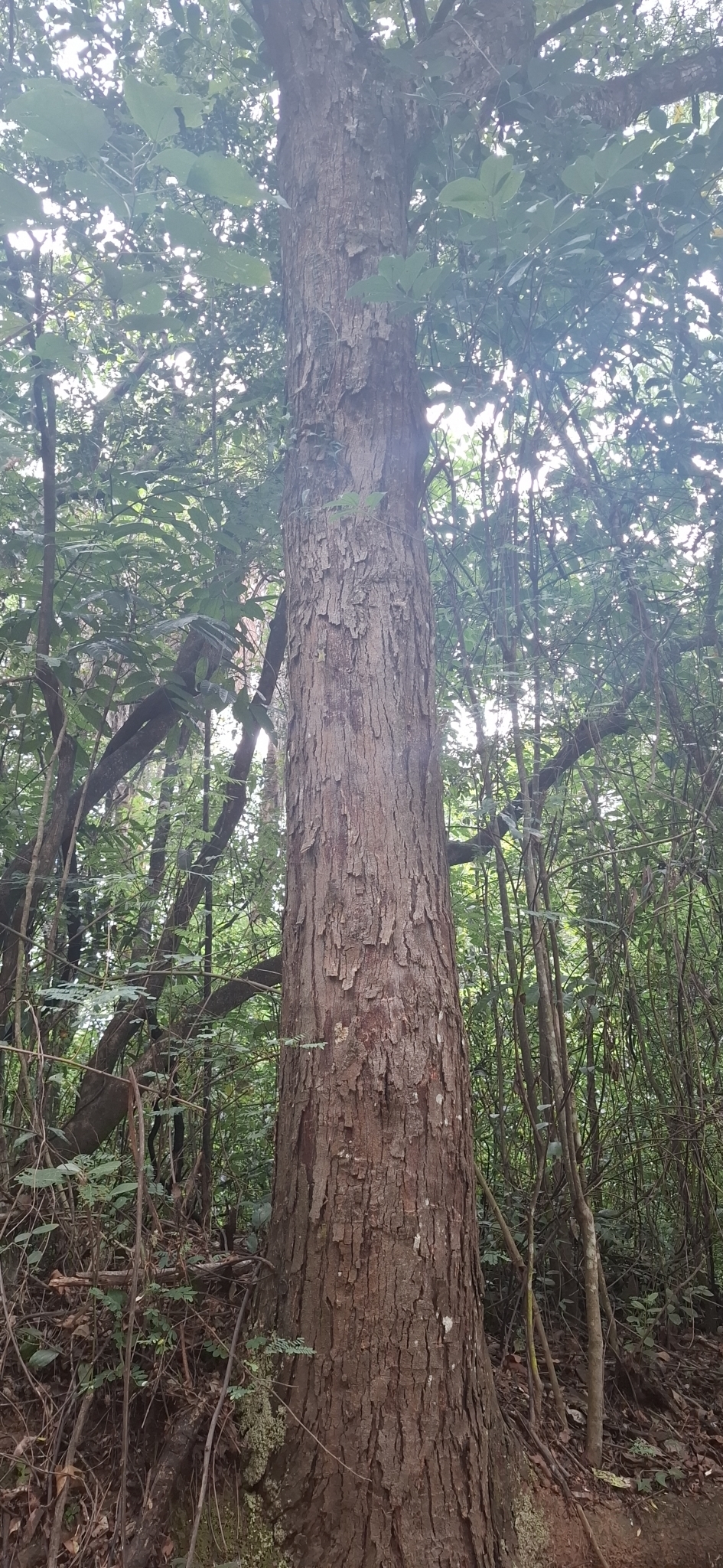 Imagem de Jacarandá-da-bahia