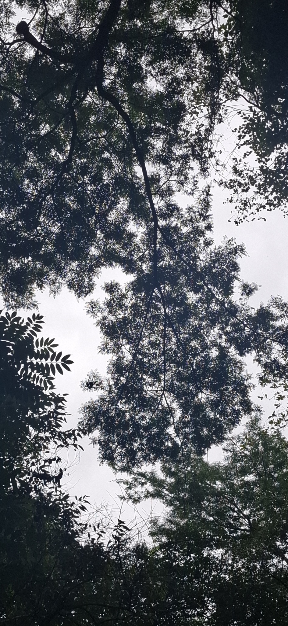 Imagem de Jacarandá-da-bahia