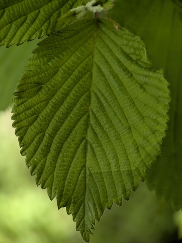 Image of Viburnum plicatum by (c) Nelson Chu Pavlosky, some rights reserved (CC BY)