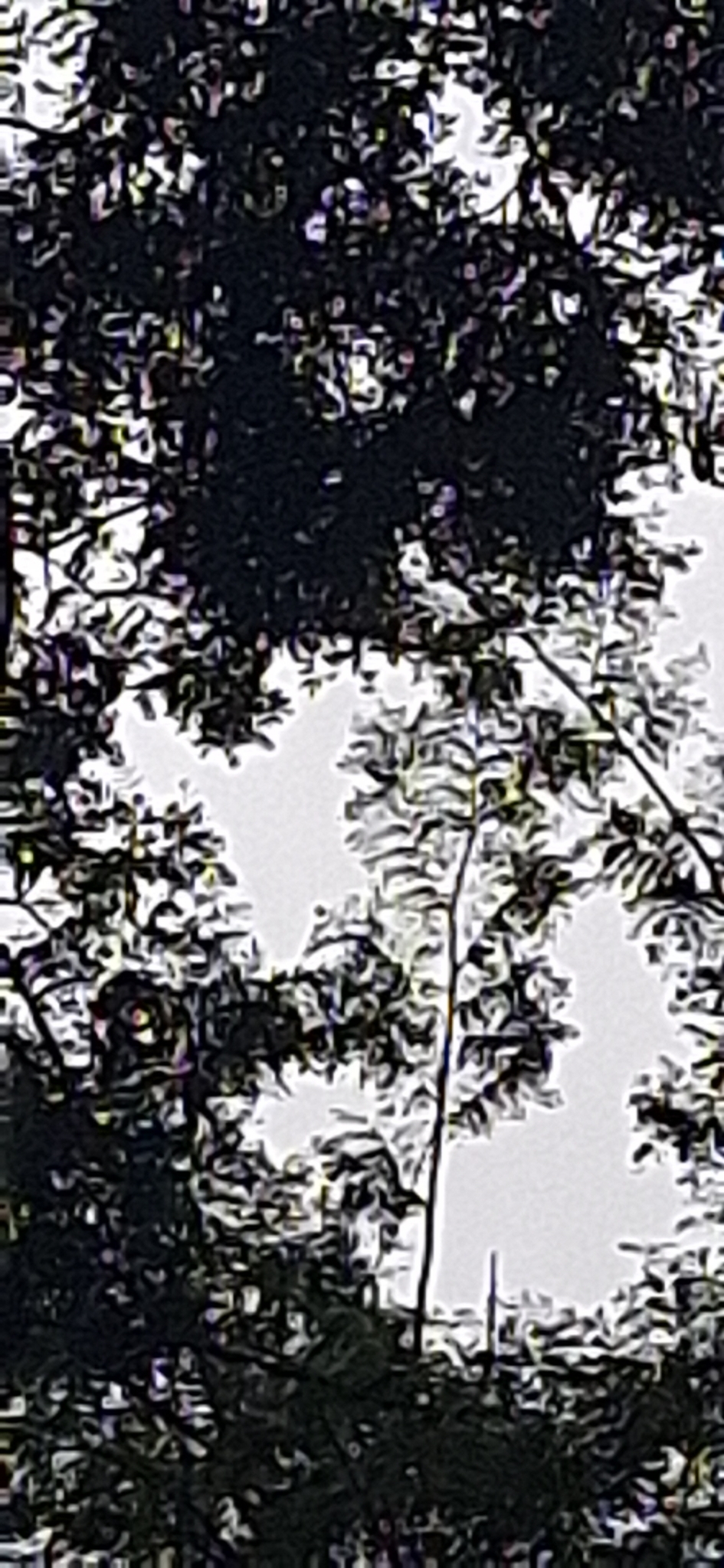 Imagem de Jacarandá-da-bahia