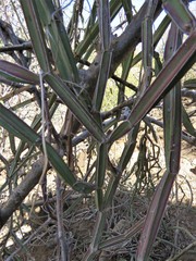 Cissus quadrangularis