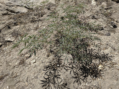 Lupinus hyacinthinus