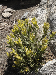 Silene parishii