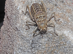Pycnogaster