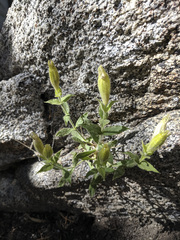 Silene parishii