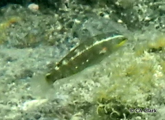 Stethojulis balteata
