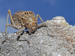 Pycnogaster
