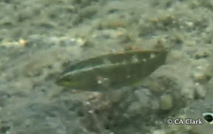 Stethojulis balteata