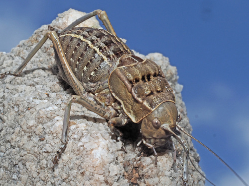 Pycnogaster algecirensis