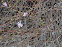Lessingia