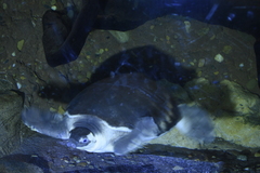 Carettochelys insculpta