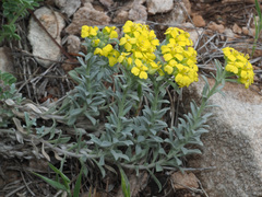 Alyssum montanum atlanticum