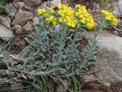 Alyssum montanum atlanticum
