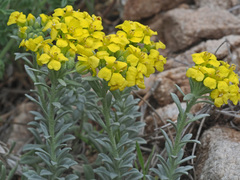 Alyssum montanum atlanticum