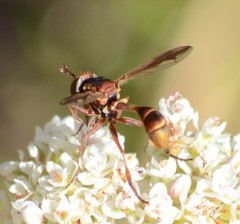 Physocephala marginata
