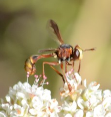 Physocephala marginata