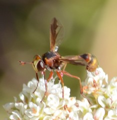 Physocephala marginata