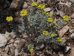 Alyssum montanum atlanticum
