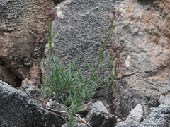 Linaria saturejoides