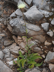 Klasea flavescens flavescens